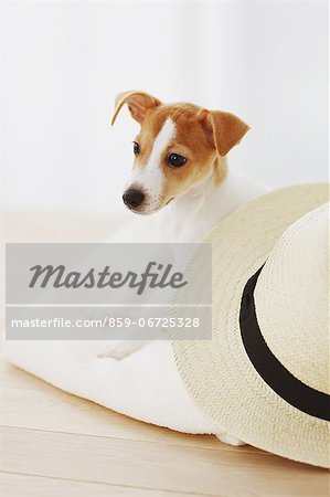 Jack Russell Terrier on a towel