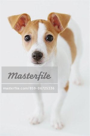 Jack Russell Terrier