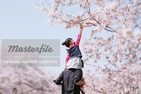 Father and daughter between cherry trees