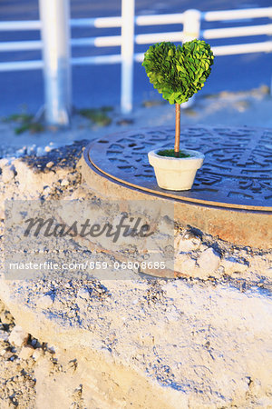 Heart-shaped plant on manhole
