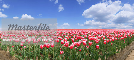 Tulip, Niigata, Japan