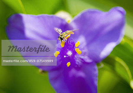 Tradescantia, Gosen, Niigata, Japan