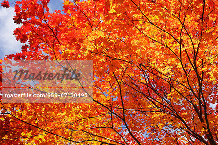 Autumn Leaves Of Momijidani, Hokkaido, Japan