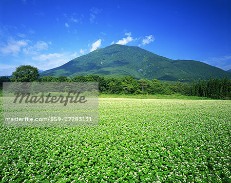 Mt. Kurohime And Buckwheat Field, Nagano, Japan