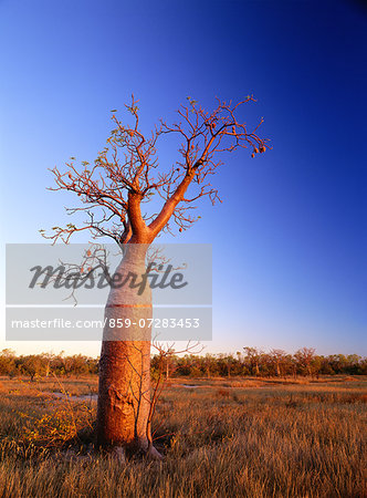 Baobab, Australia