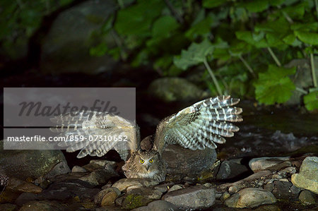 Blakistons Fish Owl