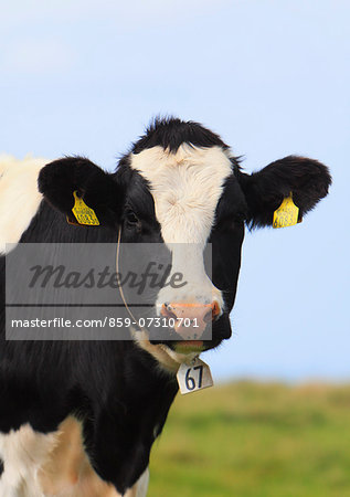 Holstein cow, Nagano Prefecture
