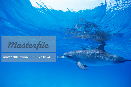 Dolphin, Thailand