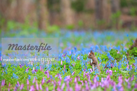 Hokkaido Squirrel