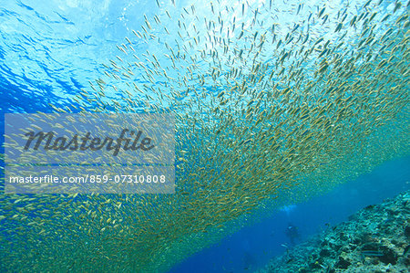 Juvenile Rabbitfish Juvenile Rabbitfish