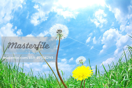 Dandelions