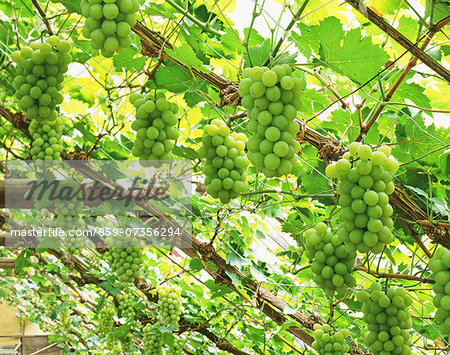 Muscat grapes, Okayama Prefecture