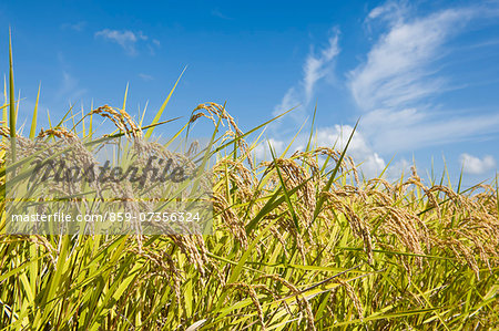 Rice ears and sky