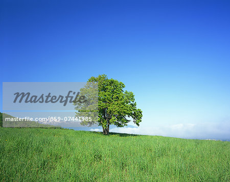 Tree on grassland