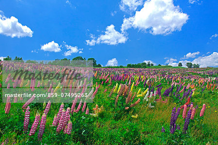 Flower field