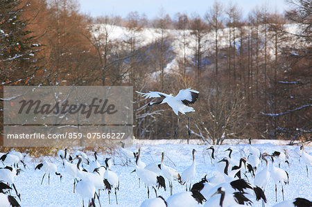 Red-Crowned Cranes