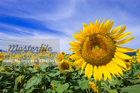 Sunflower field