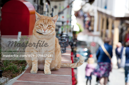 Cat, Spain