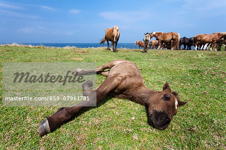 Hokkaido Horses grazing