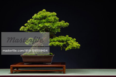 Bonsai Tree Bonsai Tree