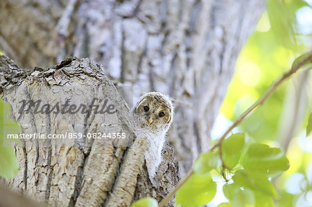 Ural Owl