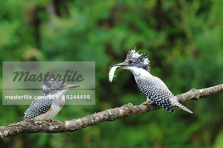 Crested Kingfisher