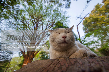 Cat Portrait Cat Portrait