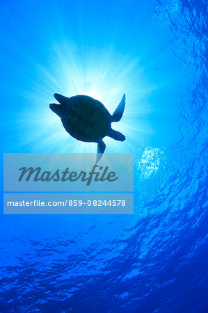 Underwater Life Underwater Life