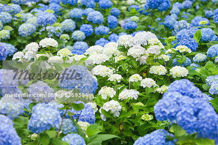 Hydrangea flower field