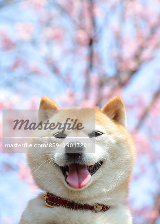 Shiba inu dog and blooming cherry blossoms