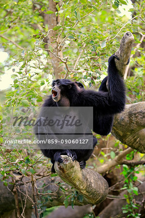 Siamang, (Symphalangus syndactylus), adult calling, captive, Southeast Asia