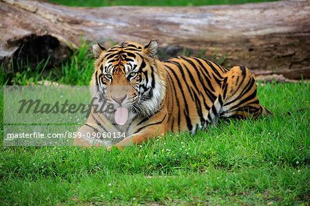 Sumatran Tiger, (Panthera tigris sumatrae), adult male alert, Sumatra, Asia Sumatran Tiger, (Panthera tigris sumatrae), adult male alert, Sumatra, Asia
