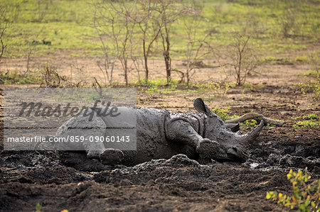 White Rhinoceros, Square-Lipped Rhinoceros, (Ceratotherium simum), adult in mud bath, Hluhluwe Umfolozi Nationalpark, Hluhluwe iMfolozi Nationalpark, KwaZulu Natal, South Africa, Africa