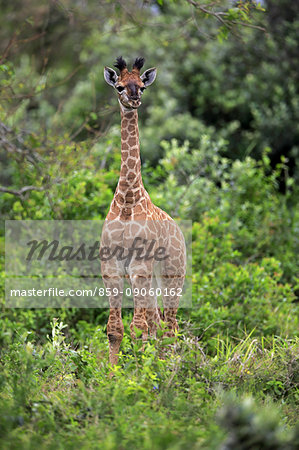 Cape Giraffe, (Giraffa camelopardalis giraffa), young alert, Saint Lucia Estuary, Isimangaliso Wetland Park, Kwazulu Natal, South Africa, Africa