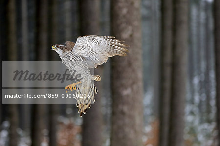 Northern Goshawk, (Accipiter gentilis), adult flying in winter in snow, Zdarske Vrchy, Bohemian-Moravian Highlands, Czech Republic