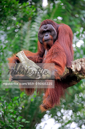 Orang Utan, Pongo pygmaeus, adult male on tree, captive, Singapore, Southeast Asia