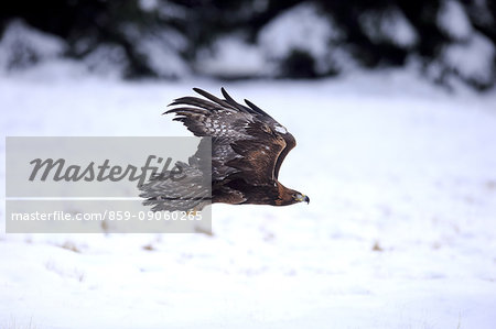 Golden Eagle, (Aquila chrysaetos), adult flying in winter, snow, Zdarske Vrchy, Bohemian-Moravian Highlands, Czech Republic