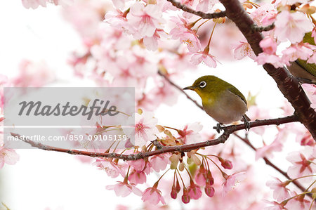 Japanese White Eye