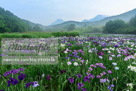 Oita Prefecture, Japan