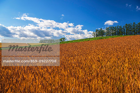 Hokkaido, Japan