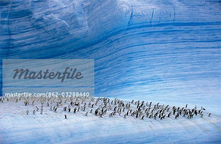 Chinstrap penguins (pygoscelis antarctica) on iceberg.