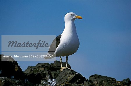 Kelp gull (larus dominicanus) at Hannah Point.