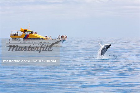 A Humpback whale (Megaptera novaeagnliae) breaches near a whale watching boat off Hervey Bay. Whale watching is a popular pasttime on Queesland's Fraser coast.