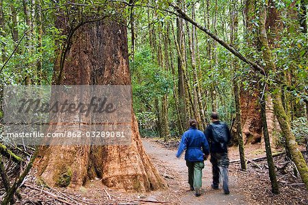 Australia,Tasmania,Mount Fields National Park. Visitors on the Tall Trees Walk,dwarfed by the huge trees.