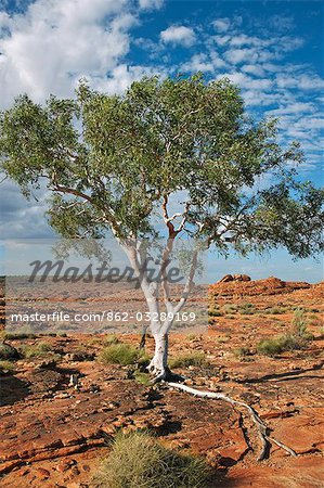 Australia,Northern Territory. A Ghost Gum with an exposed root thrives in rocky terrain at Kings Canyon.
