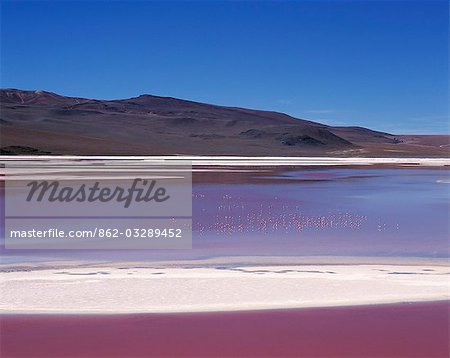 Flamingos feed on the algae-rich waters of Laguna Colorada. The distinctive red colour of this high altitude lagoon is due to the high concentration of algae whilst deposits of borax form a white fringe to the lake. Colorada is the biggest nesting site of the rare James flamingo and also hosts large concentrations of Chilean and Andean flamingos.