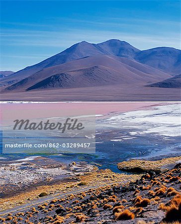 Flamingos feed in the algae-rich waters of Laguna Colorada. The distinctive red colour of this high altitude lagoon is due to the high concentration of algae whilst deposits of borax form a white fringe to the lake. Colorada is the biggest nesting site of the rare James flamingo and also hosts large concentrations of Chilean and Andean flamingos.