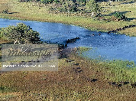 A large herd of buffalos cross a tributary of the Okavango River in the Okavango Delta of northwest Botswana.