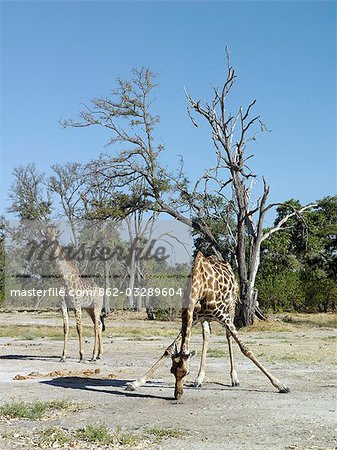 A giraffe licks salt near the Kwai River on the northeast corner of the Moremi Game Reserve.