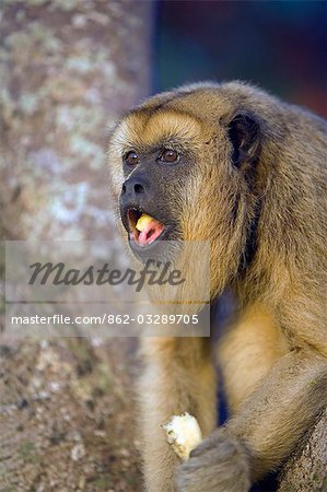 Black Howler Monkey eating a banana on the working ranch and wilderness lodge of Pousada Xaraes in the UNESCO Pantanal wetlands of Brazil